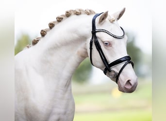 German Riding Pony, Stallion, 2 years, 14.1 hh, Perlino