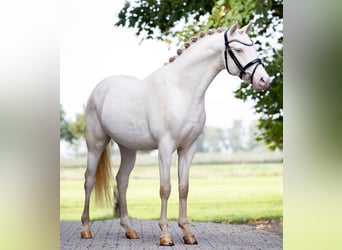 German Riding Pony, Stallion, 2 years, 14.1 hh, Perlino