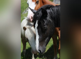 German Riding Pony Mix, Stallion, 2 years, 14.1 hh, Pinto