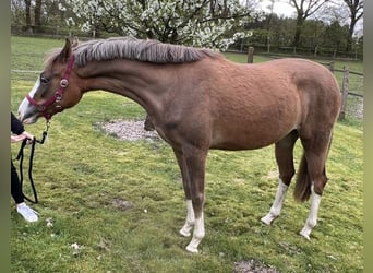 German Riding Pony, Stallion, 2 years, 14.1 hh, Red Dun