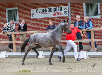 German Riding Pony, Stallion, 2 years, 14,1 hh, Roan-Bay