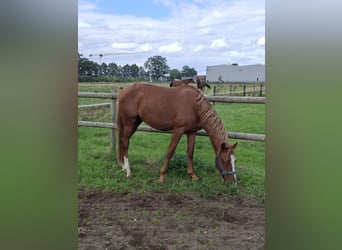 German Riding Pony, Stallion, 2 years, 14.1 hh, Roan-Red