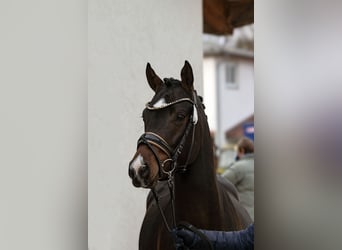 German Riding Pony, Stallion, 2 years, 14.1 hh, Smoky-Black