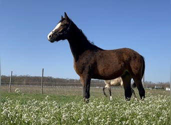German Riding Pony, Stallion, 2 years, 14.2 hh, Brown