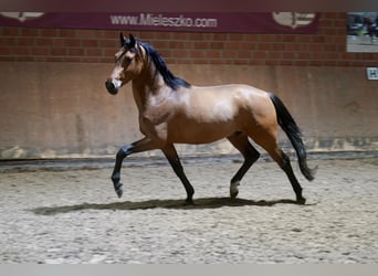 German Riding Pony, Stallion, 2 years, 14,2 hh, Brown