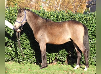 German Riding Pony, Stallion, 2 years, 14.2 hh, Buckskin