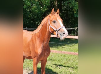 German Riding Pony, Stallion, 2 years, 14.2 hh, Chestnut-Red