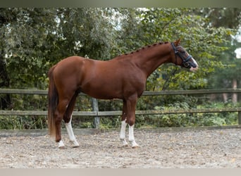German Riding Pony, Stallion, 2 years, 14.2 hh, Chestnut-Red