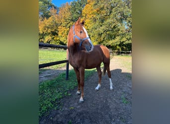 German Riding Pony, Stallion, 2 years, 14,2 hh