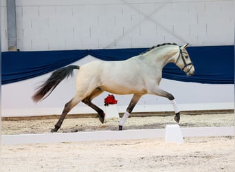 German Riding Pony, Stallion, 2 years, 14,2 hh, Dun