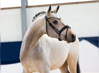 German Riding Pony, Stallion, 2 years, 14,2 hh, Dun