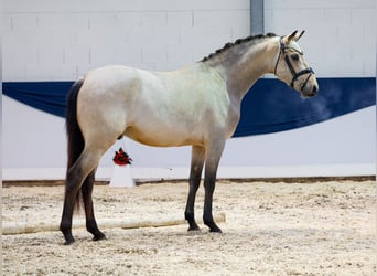 German Riding Pony, Stallion, 2 years, 14,2 hh, Dun