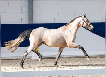 German Riding Pony, Stallion, 2 years, 14.2 hh, Grey-Red-Tan