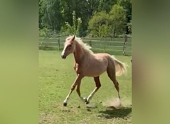 German Riding Pony, Stallion, 2 years, 14.2 hh, Palomino