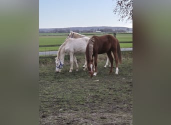 German Riding Pony, Stallion, 2 years, 14.2 hh, Palomino