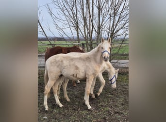 German Riding Pony, Stallion, 2 years, 14.2 hh, Palomino