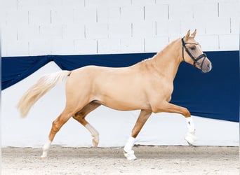 German Riding Pony, Stallion, 2 years, 14.2 hh, Palomino