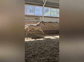 German Riding Pony, Stallion, 2 years, 14.3 hh, Palomino