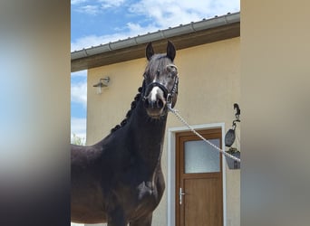 German Riding Pony, Stallion, 2 years, 14 hh, Black
