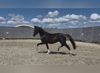German Riding Pony, Stallion, 2 years, 14 hh, Black