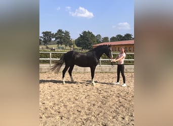 German Riding Pony, Stallion, 2 years, 14 hh, Black