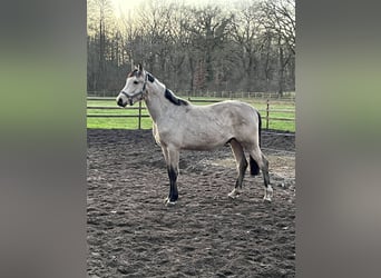 German Riding Pony, Stallion, 2 years, 14 hh, Buckskin