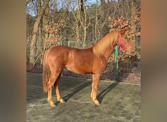 German Riding Pony, Stallion, 2 years, 14 hh, Chestnut-Red