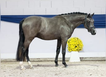 German Riding Pony, Stallion, 2 years, 14 hh, Dun
