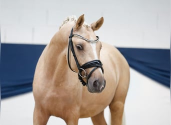 German Riding Pony, Stallion, 2 years, 14 hh, Palomino
