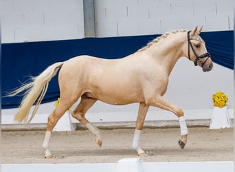 German Riding Pony, Stallion, 2 years, 14 hh, Palomino