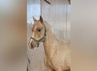 German Riding Pony, Stallion, 2 years, 14 hh, Palomino