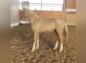 German Riding Pony, Stallion, 2 years, 14 hh, Palomino