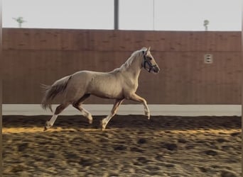 German Riding Pony, Stallion, 2 years, 14 hh, Palomino