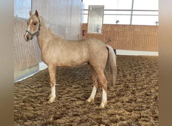German Riding Pony, Stallion, 2 years, 14 hh, Palomino