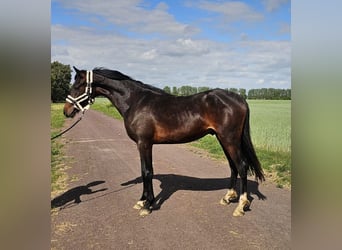 German Riding Pony, Stallion, 2 years, 14,1 hh, Bay-Dark