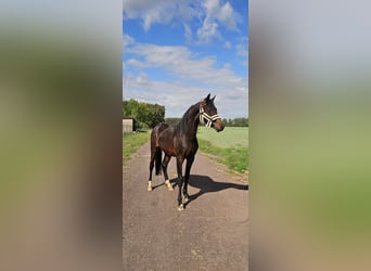 German Riding Pony, Stallion, 2 years, 14,1 hh, Bay-Dark