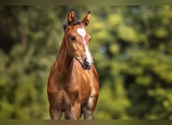 German Riding Pony, Stallion, 2 years, 14,1 hh, Bay-Dark