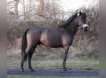 German Riding Pony, Stallion, 2 years, 14,1 hh, Black