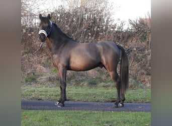 German Riding Pony, Stallion, 2 years, 14,1 hh, Black