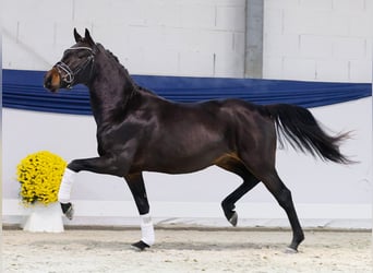 German Riding Pony, Stallion, 2 years, 14,1 hh, Brown