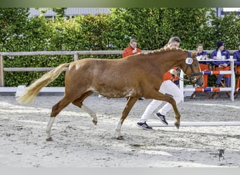 German Riding Pony, Stallion, 2 years, 14,1 hh, Chestnut-Red