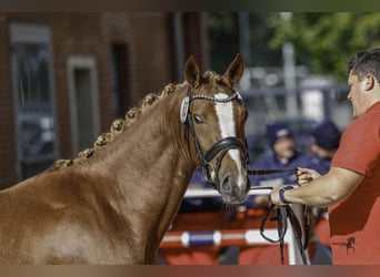 German Riding Pony, Stallion, 2 years, 14,1 hh, Chestnut-Red