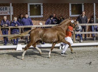 German Riding Pony, Stallion, 2 years, 14,1 hh, Chestnut-Red