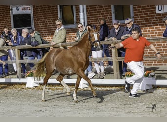 German Riding Pony, Stallion, 2 years, 14,1 hh, Chestnut-Red