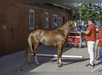 German Riding Pony, Stallion, 2 years, 14,1 hh, Chestnut-Red