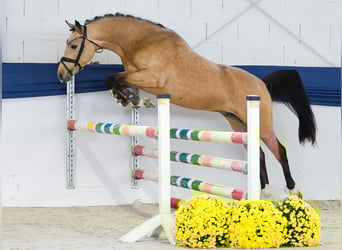 German Riding Pony, Stallion, 2 years, 14,1 hh, Dun