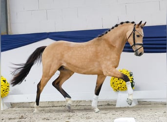 German Riding Pony, Stallion, 2 years, 14,1 hh, Dun