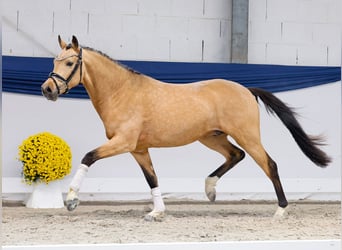 German Riding Pony, Stallion, 2 years, 14,1 hh, Dun