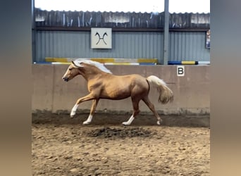 German Riding Pony, Stallion, 2 years, 14,1 hh, Palomino