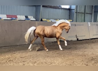 German Riding Pony, Stallion, 2 years, 14,1 hh, Palomino